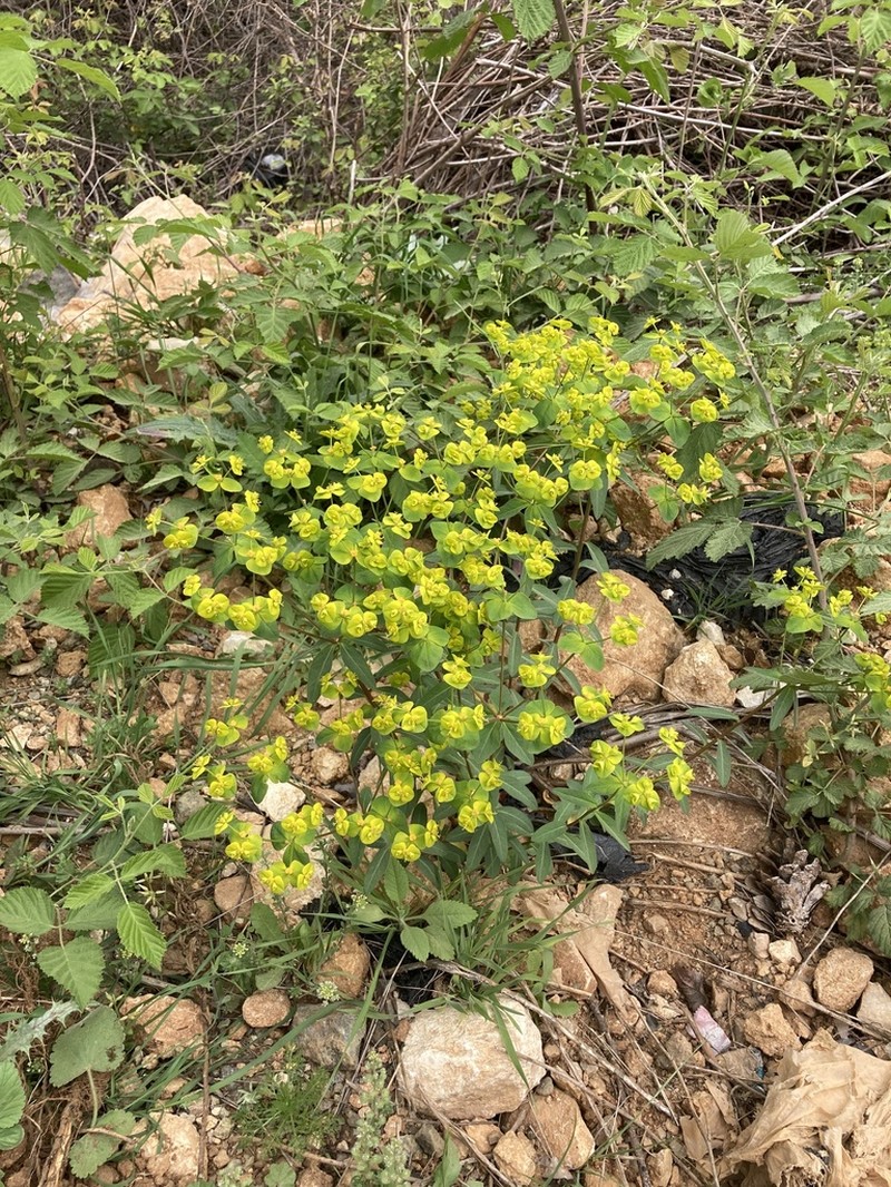 Euphorbia rhytidosperma photo 3