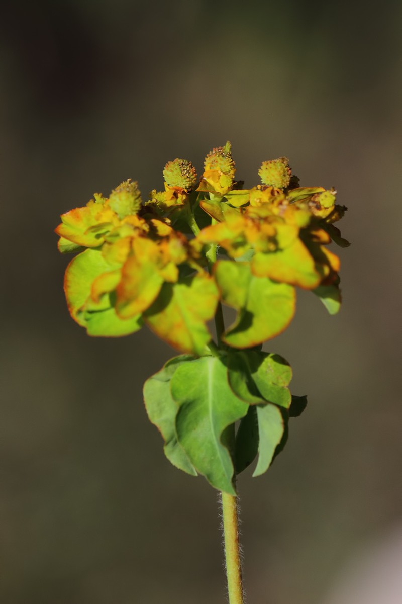 Euphorbia rhytidosperma photo 4