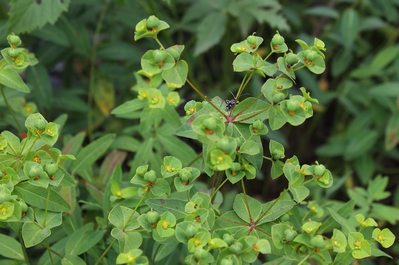 Euphorbia rhytidosperma photo 5