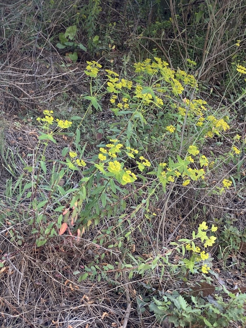 Euphorbia rhytidosperma photo 6