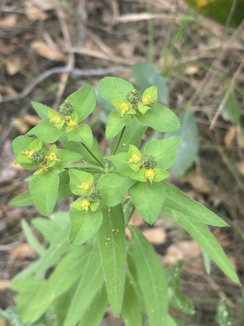 Euphorbia rhytidosperma photo 8