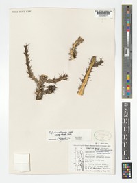 Euphorbia richardsiae