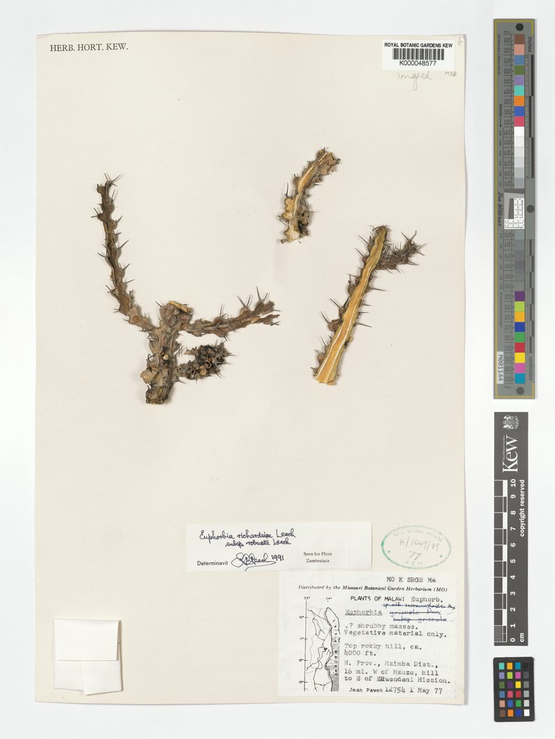 Euphorbia richardsiae