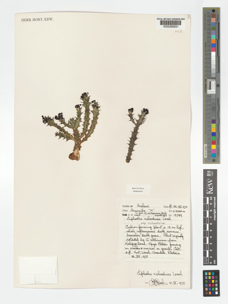 Euphorbia richardsiae photo 3