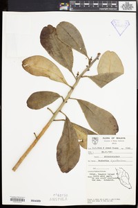 Euphorbia ridleyi