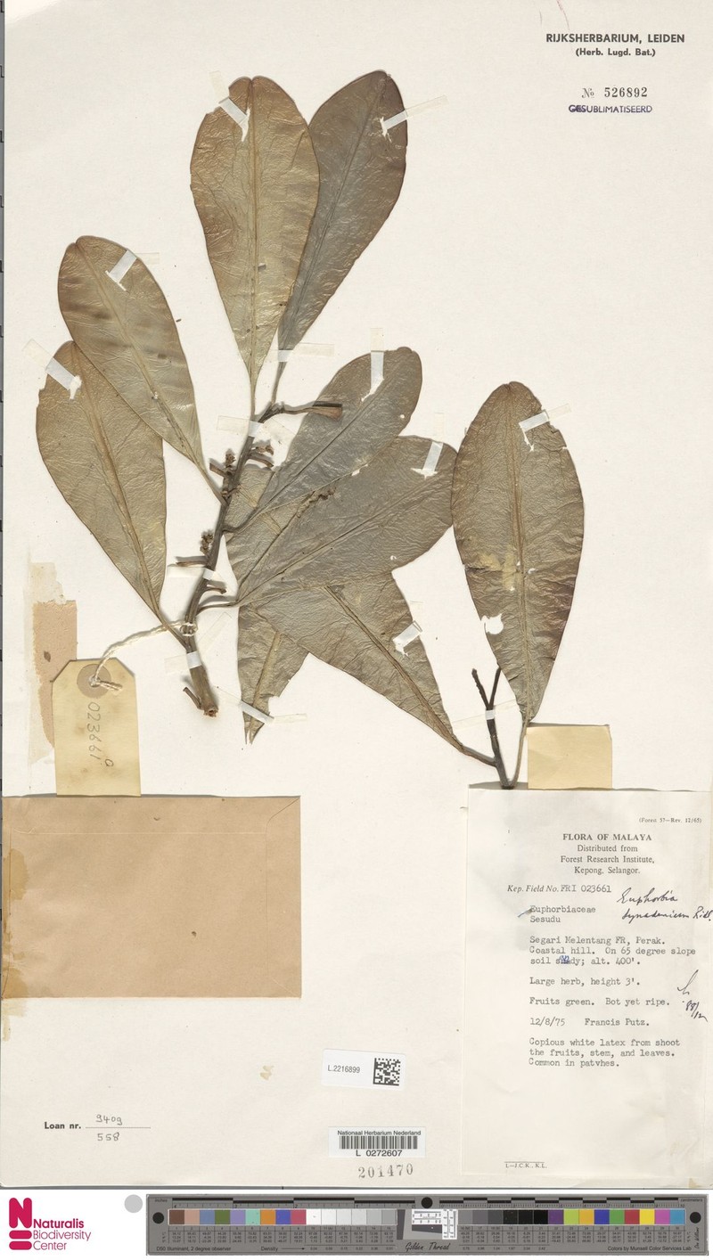 Euphorbia ridleyi photo 2