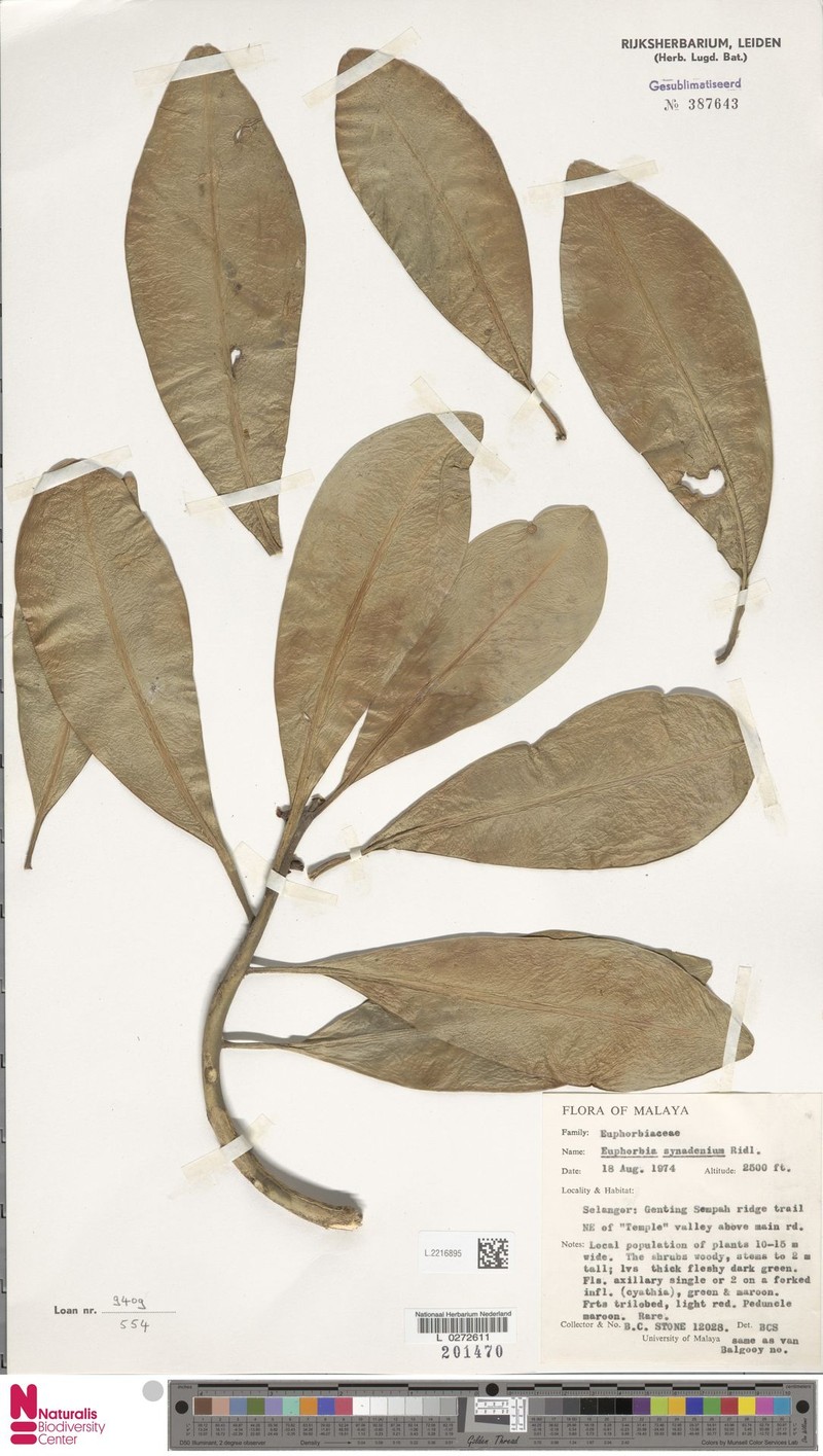 Euphorbia ridleyi photo 3