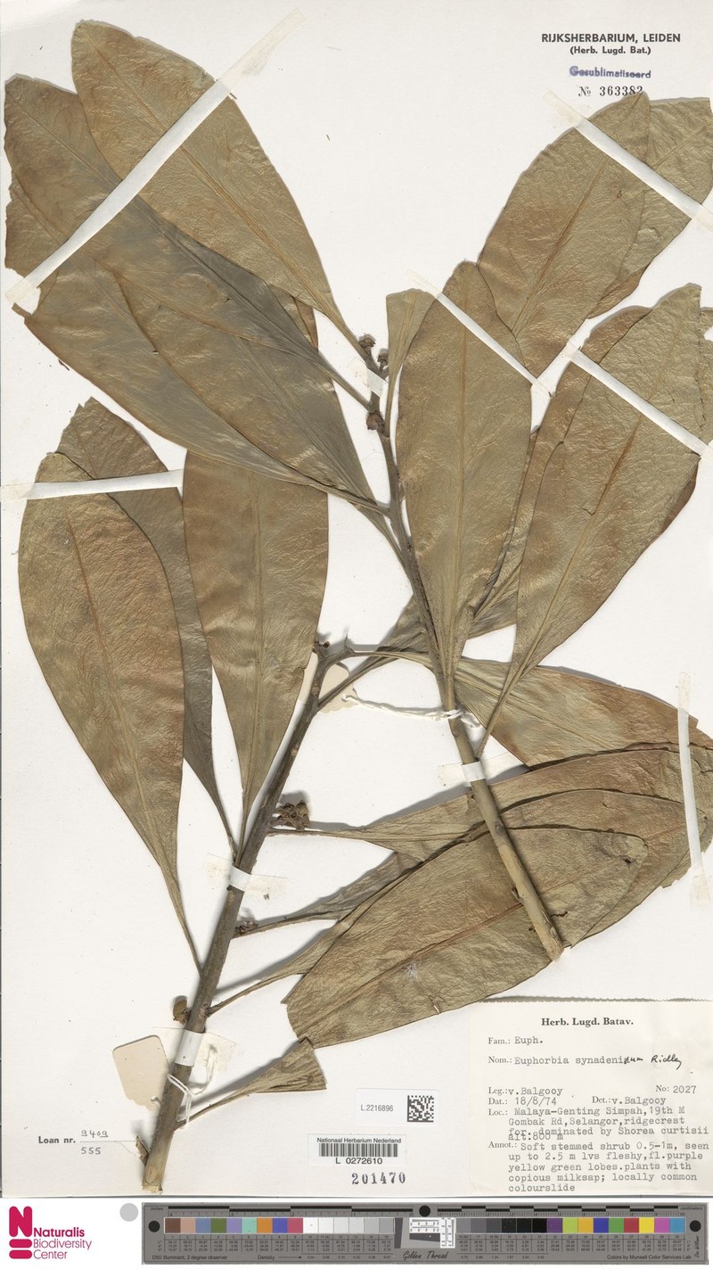 Euphorbia ridleyi photo 4