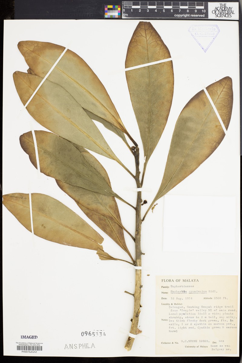 Euphorbia ridleyi photo 5