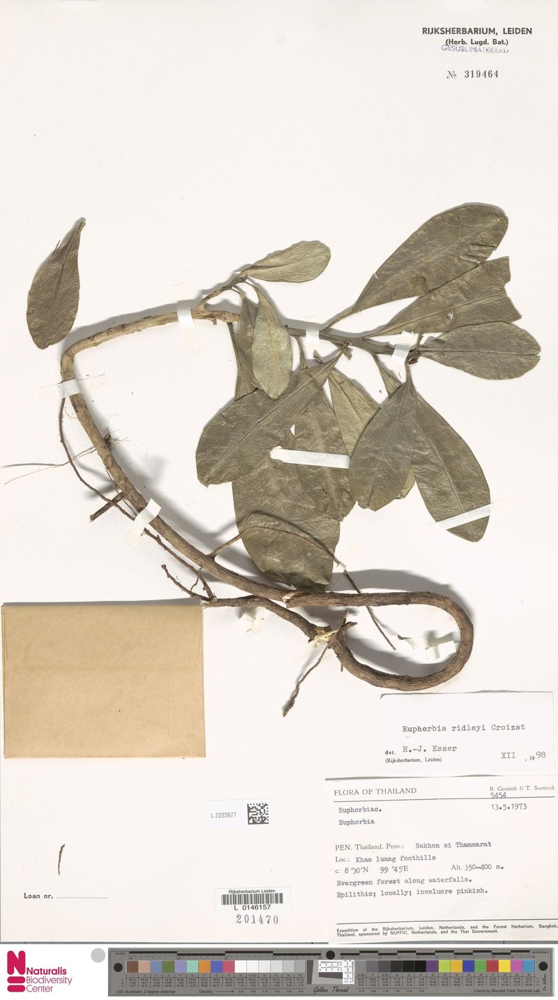 Euphorbia ridleyi photo 6