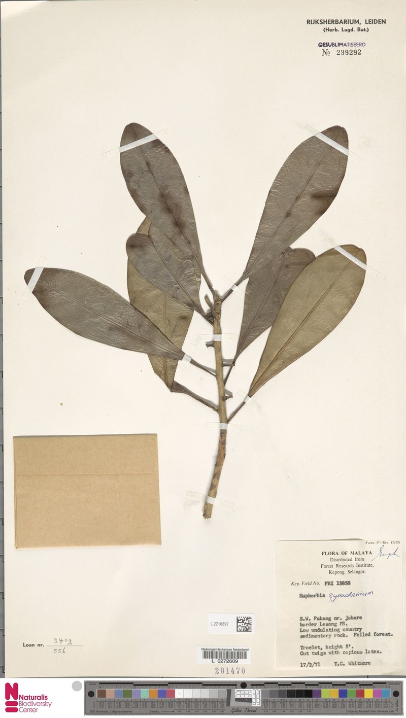 Euphorbia ridleyi photo 7