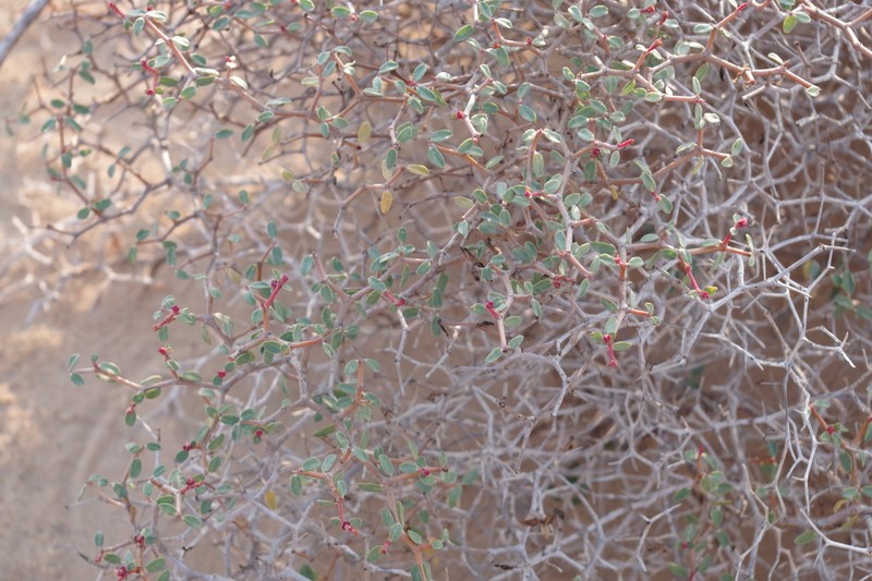 Euphorbia riebeckii