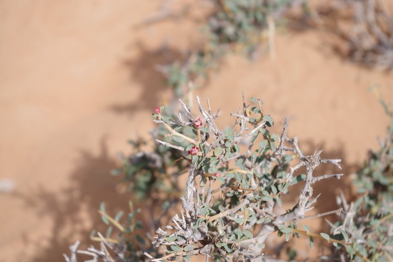 Euphorbia riebeckii photo 2