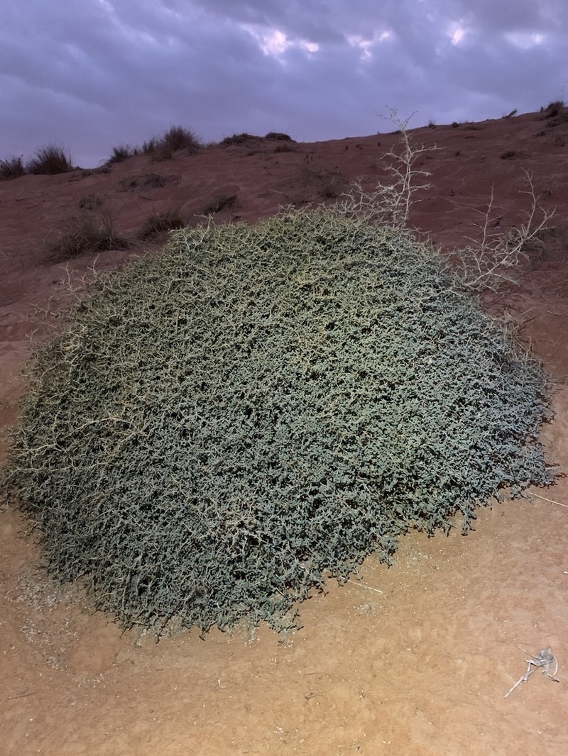 Euphorbia riebeckii photo 3