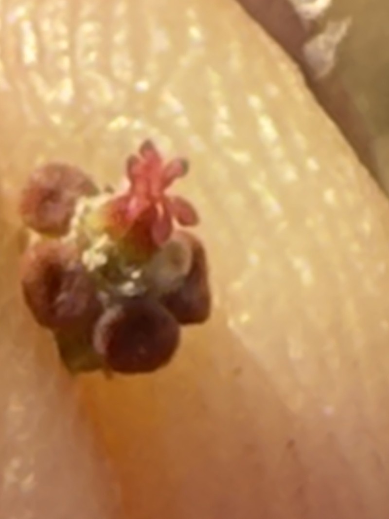 Euphorbia riebeckii photo 4