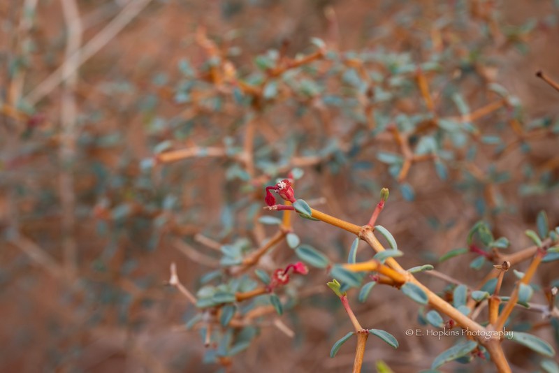 Euphorbia riebeckii photo 5