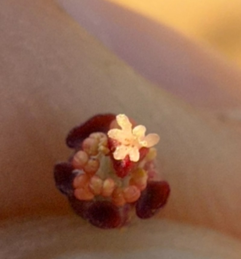 Euphorbia riebeckii photo 6