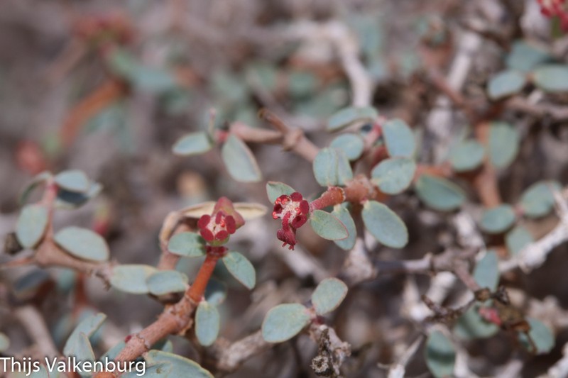 Euphorbia riebeckii photo 7
