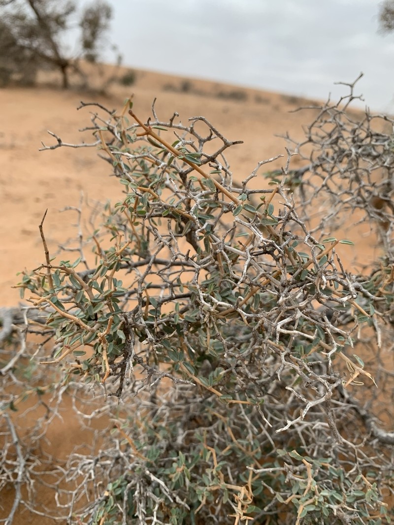 Euphorbia riebeckii photo 8