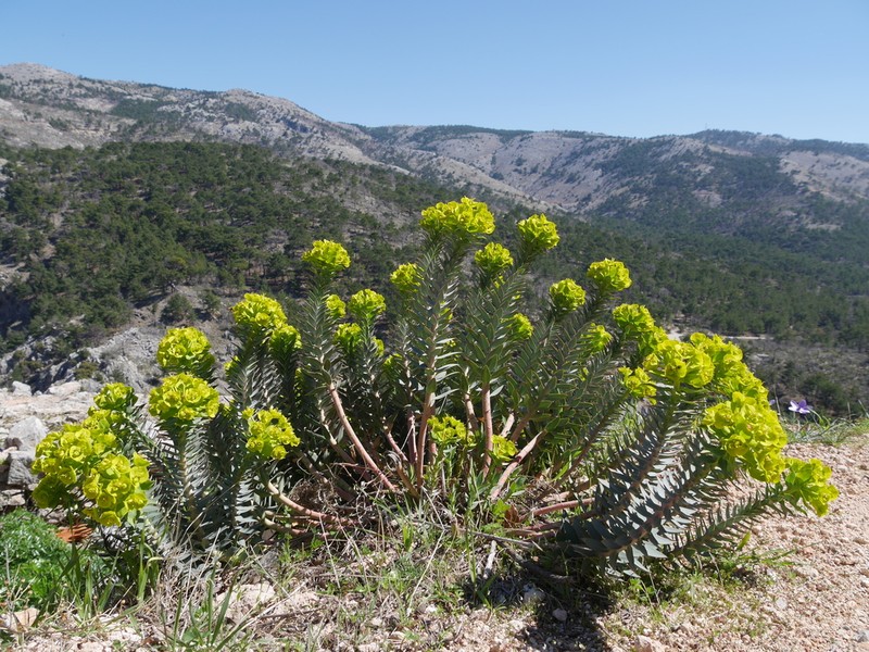Upright Myrtle Spurge photo 3