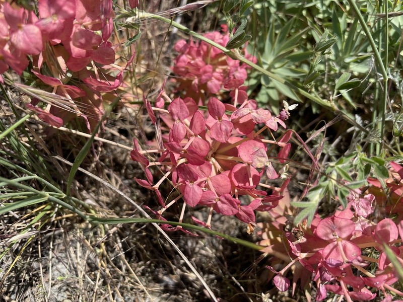 Upright Myrtle Spurge photo 4