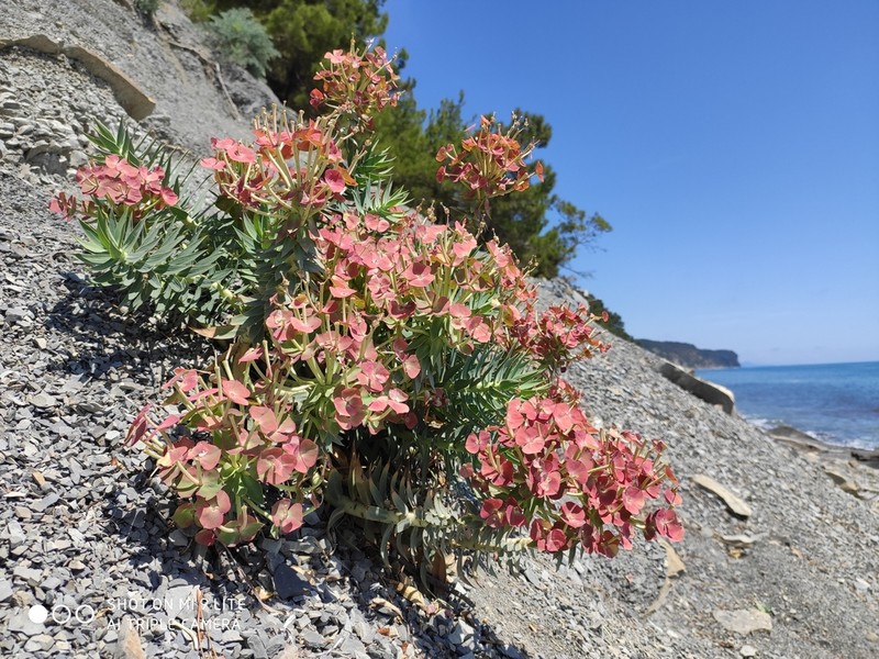 Upright Myrtle Spurge photo 5
