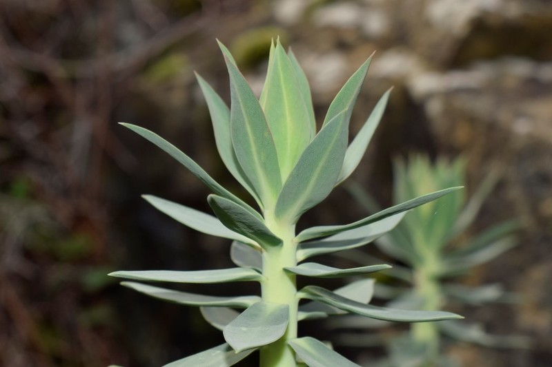 Upright Myrtle Spurge photo 6