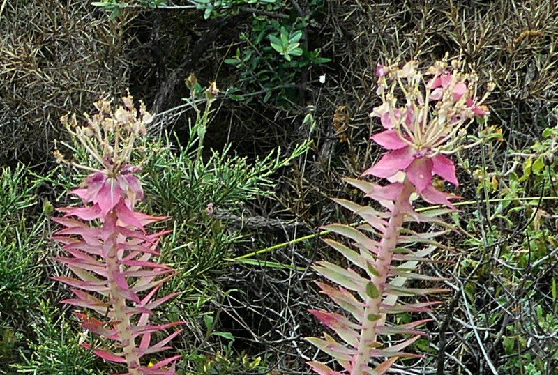 Upright Myrtle Spurge photo 7