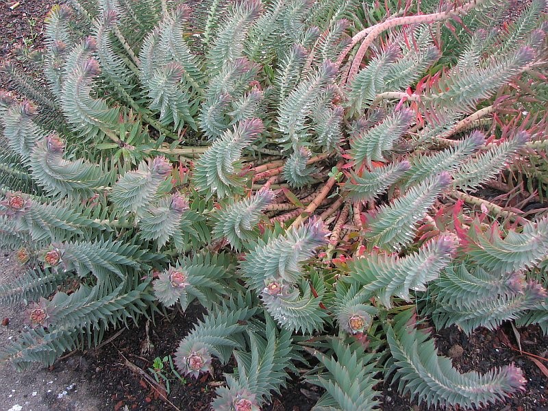Upright Myrtle Spurge photo 5
