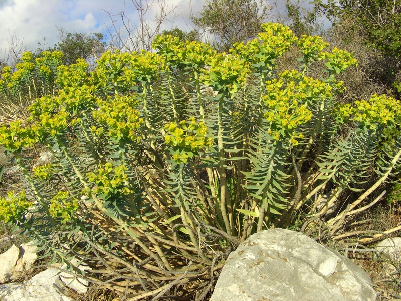 Upright Myrtle Spurge photo 2
