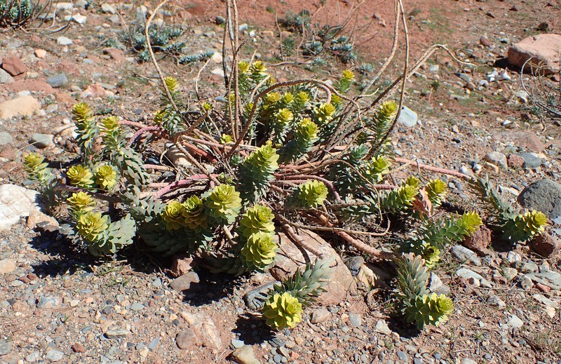 Upright Myrtle Spurge photo 3