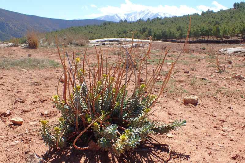 Upright Myrtle Spurge photo 4