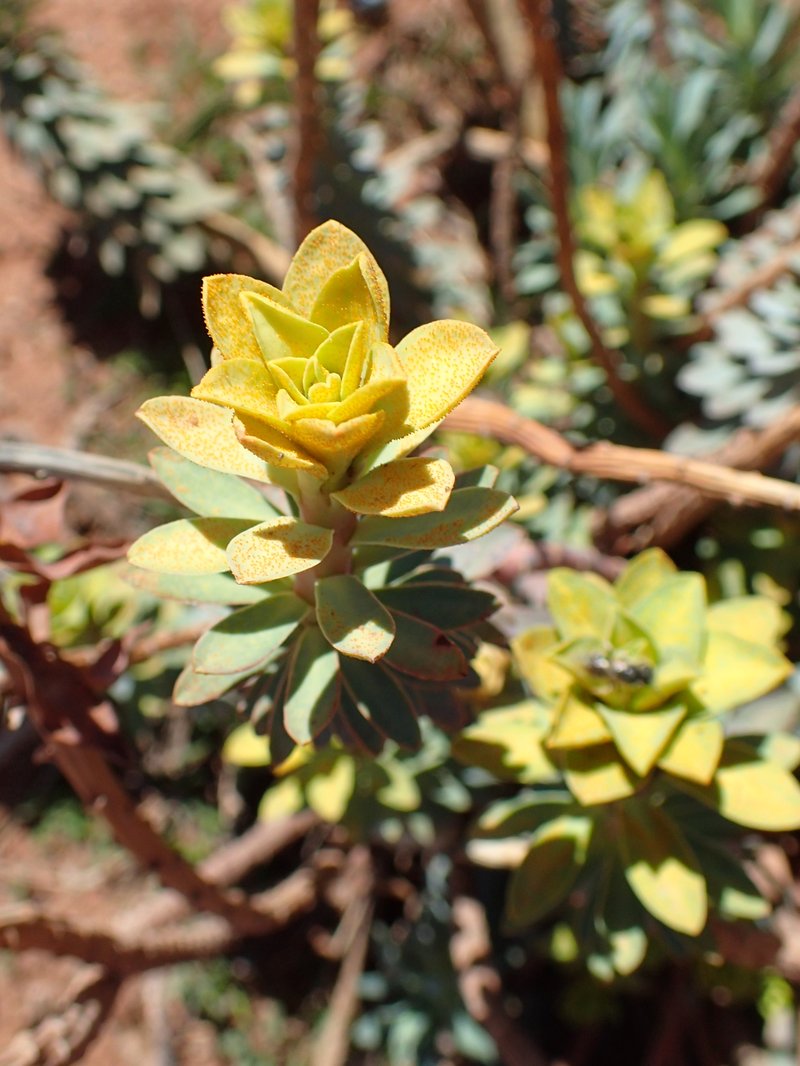 Upright Myrtle Spurge photo 6