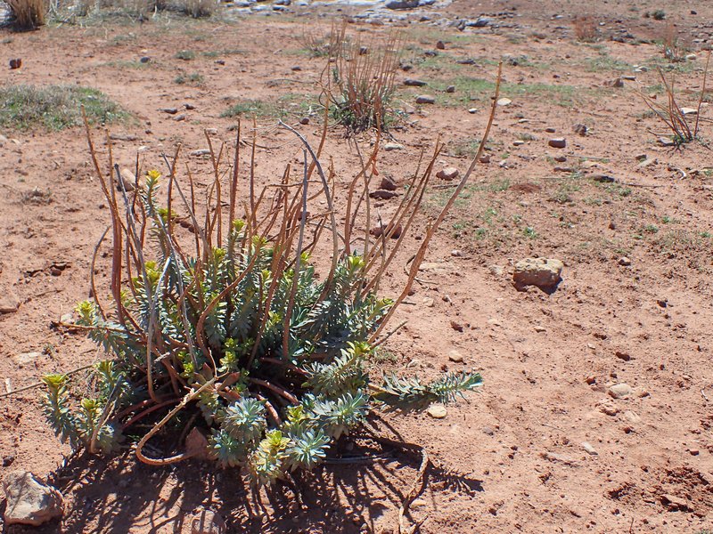 Upright Myrtle Spurge photo 7