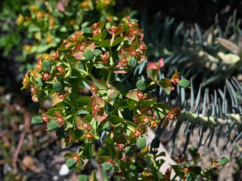 Upright Myrtle Spurge photo 8