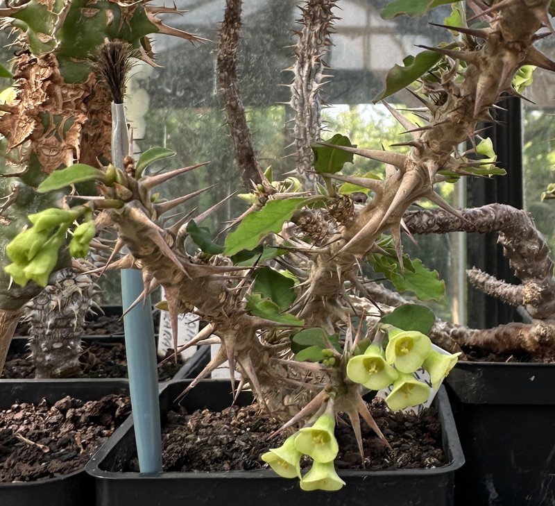 Euphorbia rigidispina