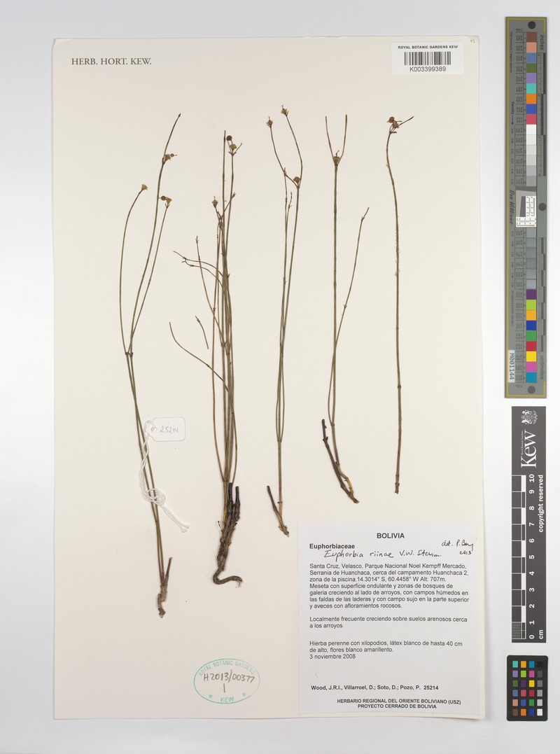 Euphorbia riinae