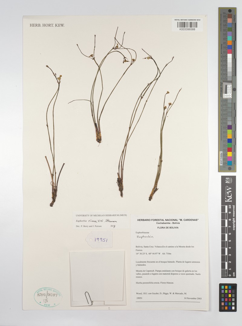 Euphorbia riinae photo 2