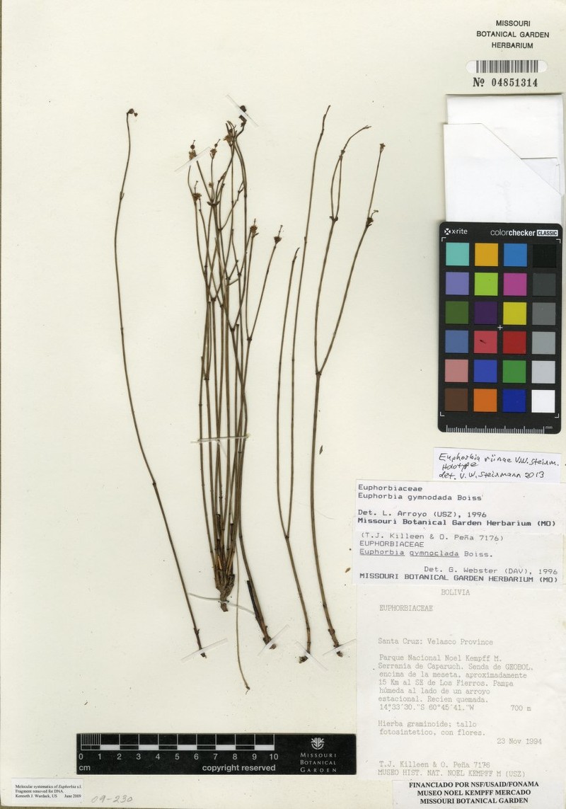 Euphorbia riinae photo 3