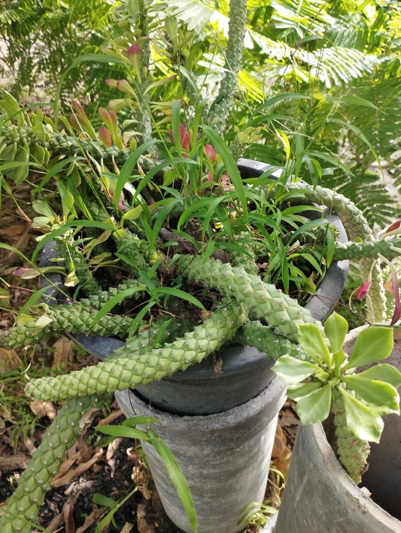 Euphorbia ritchiei photo 2