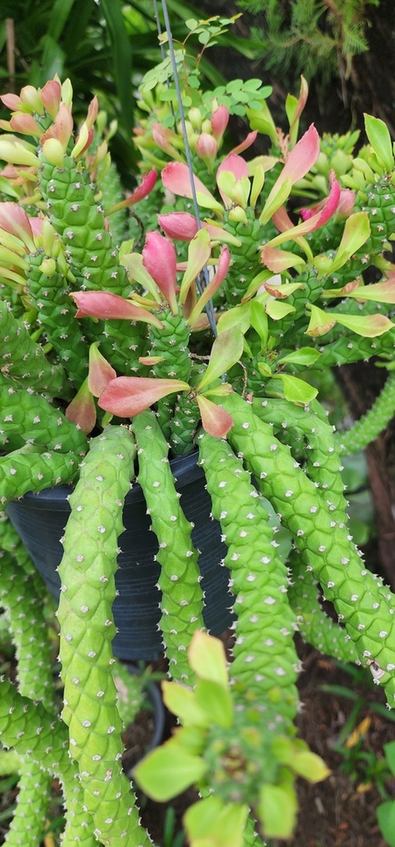 Euphorbia ritchiei photo 3