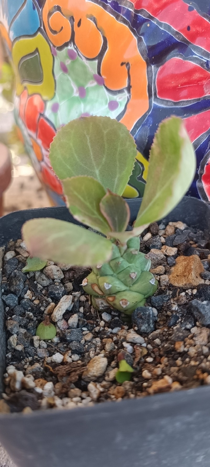 Euphorbia ritchiei photo 4