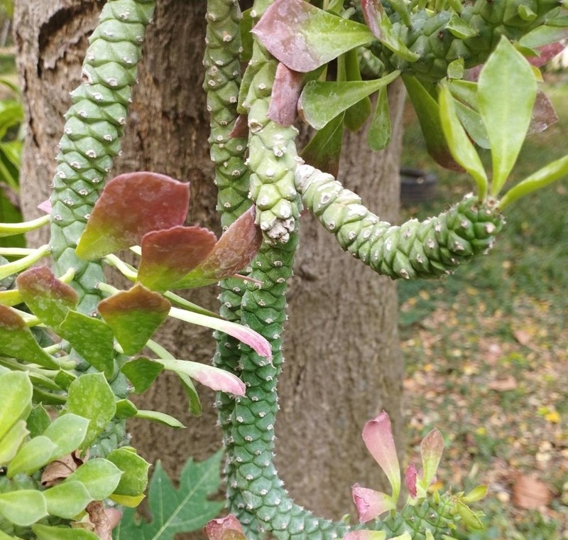 Euphorbia ritchiei photo 5