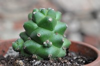 Euphorbia ritchiei