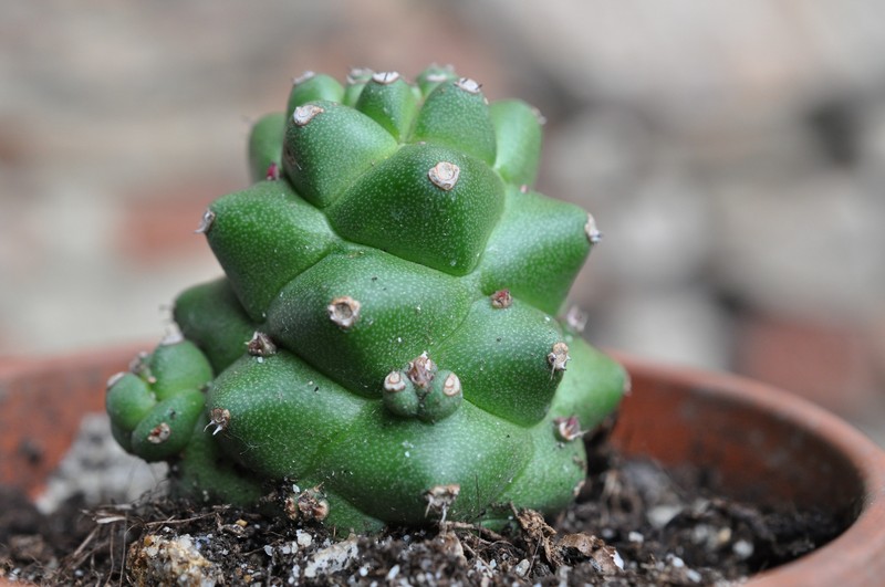 Euphorbia ritchiei