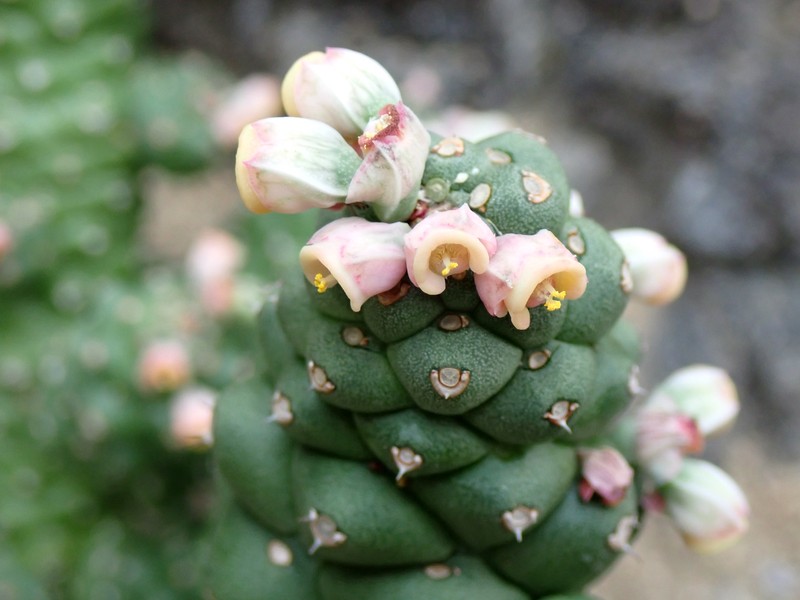 Euphorbia ritchiei photo 7