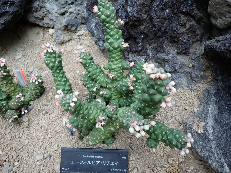 Euphorbia ritchiei photo 8