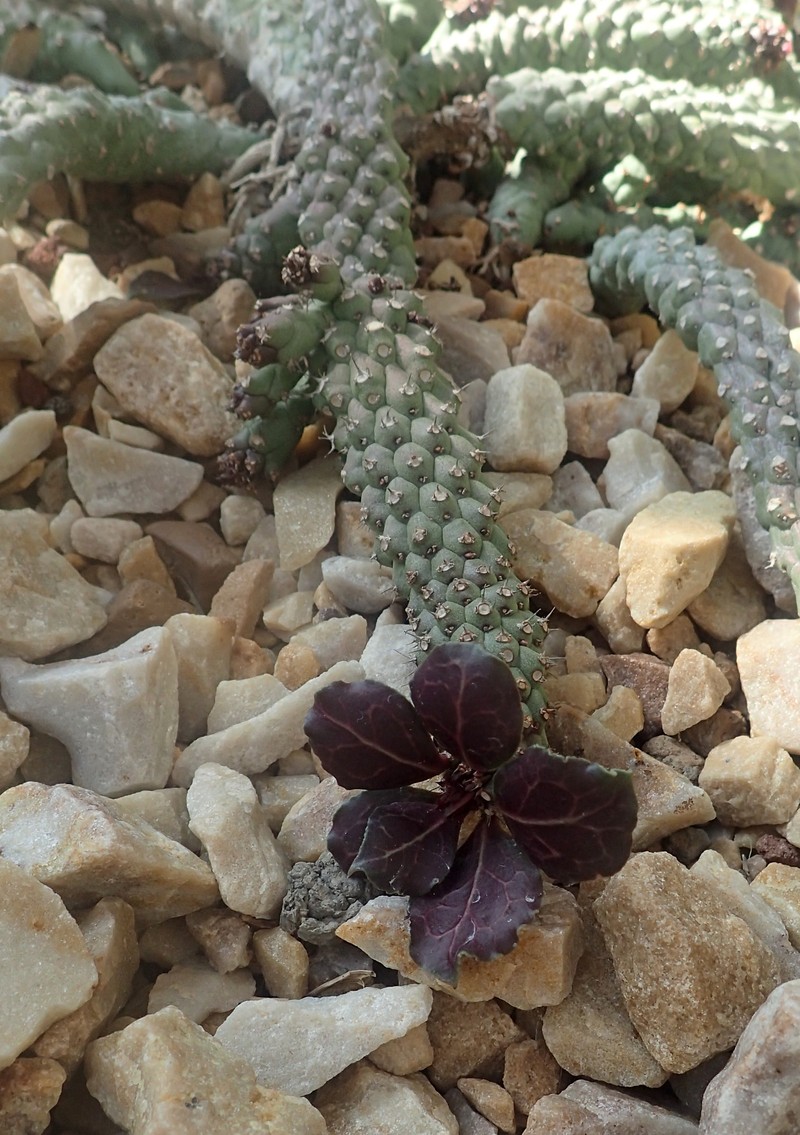 Euphorbia ritchiei subsp. marsabitensis