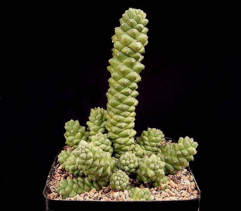 Euphorbia ritchiei subsp. marsabitensis photo 2