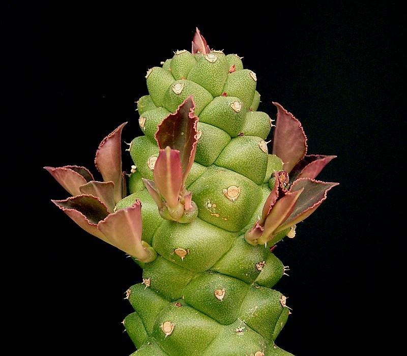 Euphorbia ritchiei subsp. marsabitensis photo 3